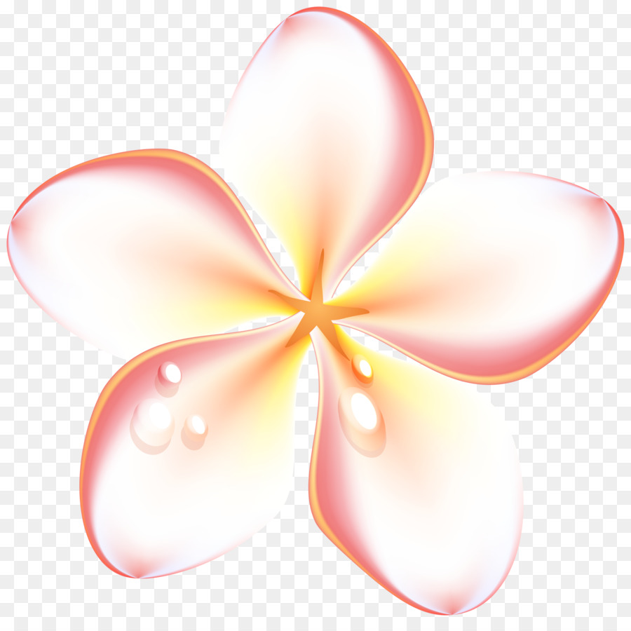 Blume, Blütenblatt Close-up-Symmetrie - Frangipani