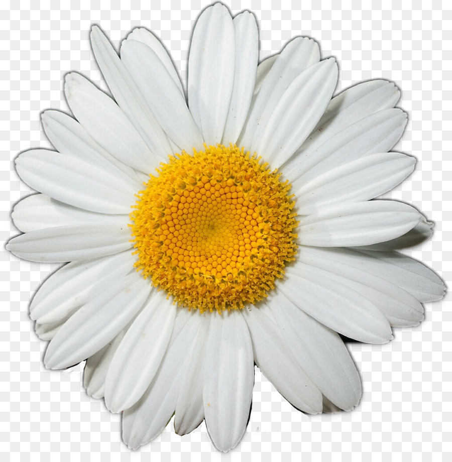 Gemeinsame daisy Blumen Clip art - Daisy