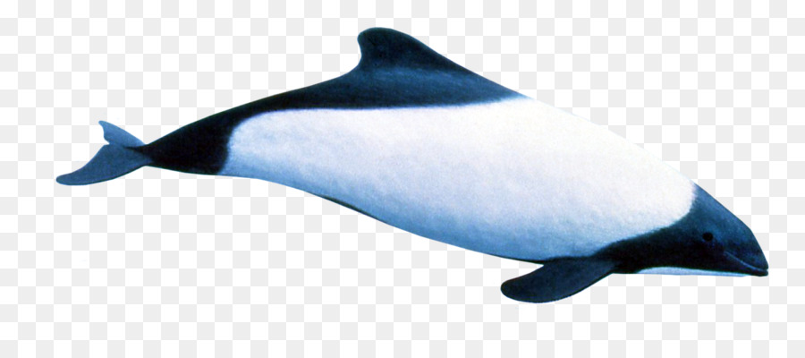 Massima dentate delfino Delfini balena franca Australe delfino Sotalia - 