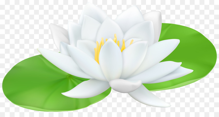 Seerose Nelumbo nucifera Lilium Clip-art - Seerose