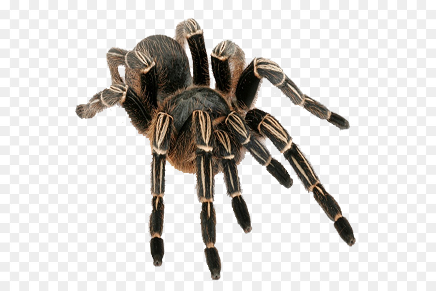 Aphonopelma seemannin Spider Aphonopelma chalcodes Brachypelma hamori la mia Tarantola Cura - ragno
