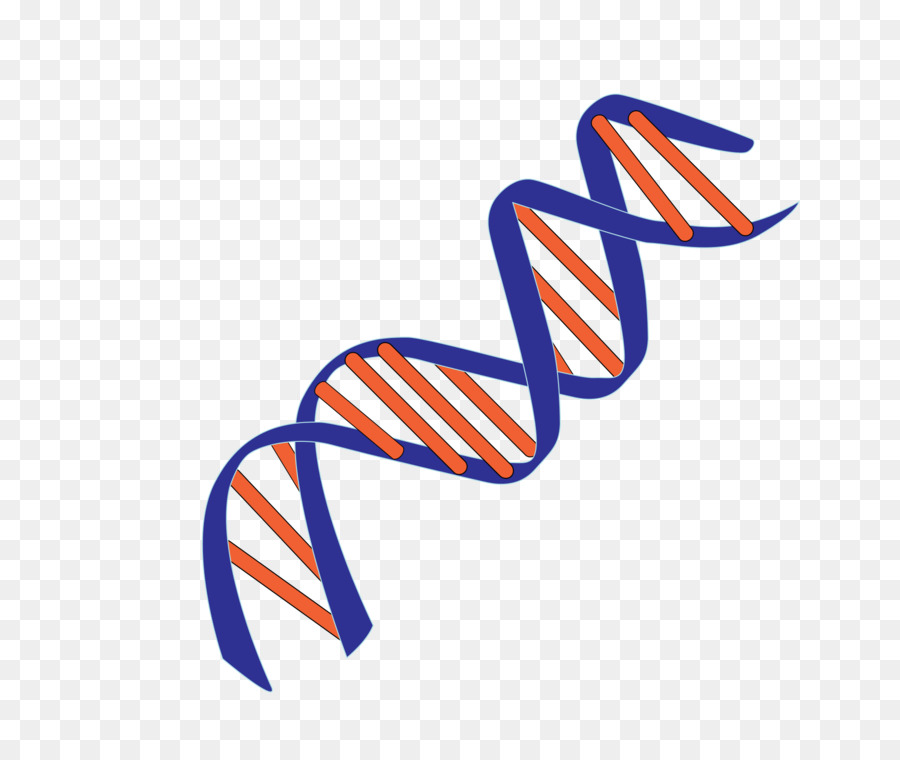 Modelli molecolari di DNA acido Nucleico doppia elica Genetica coppia di Base - dna