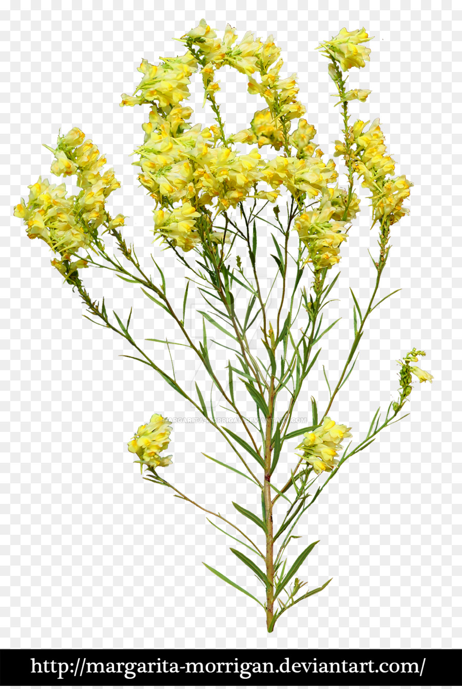 Hoa Cây Màu Vàng - hoa màu vàng