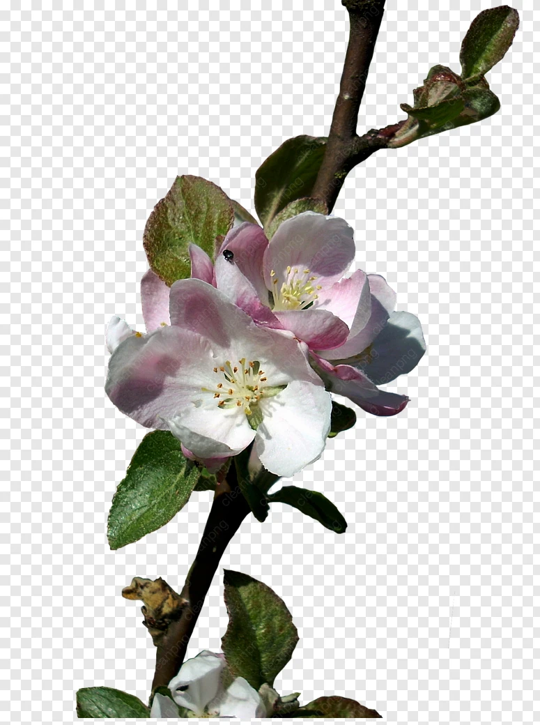 Fiore densità di Pixel di Apple - fiore