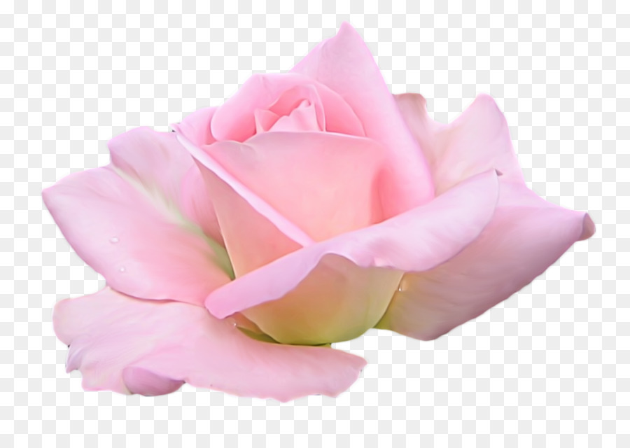 Phố Centifolia hoa hồng hoa đã Cắt hoa hồng trong Vườn - Thuốc phiện
