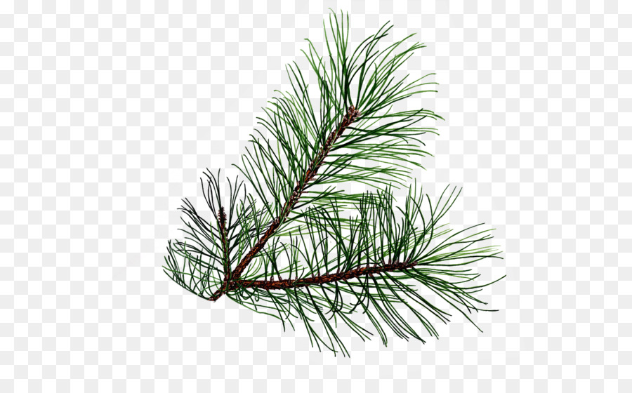 Chi nhánh Cây Evergreen Thông nón Clip nghệ thuật - cây thông