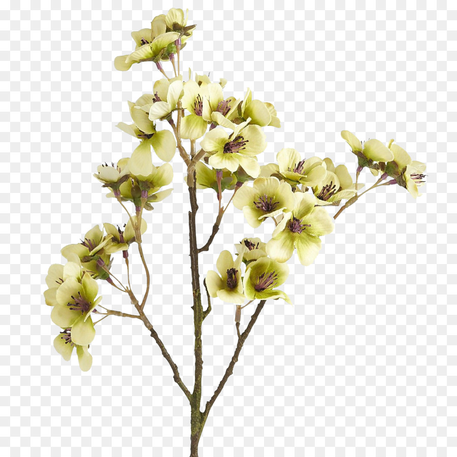 Schnittblumen Braune Farbe - chinesische Blume