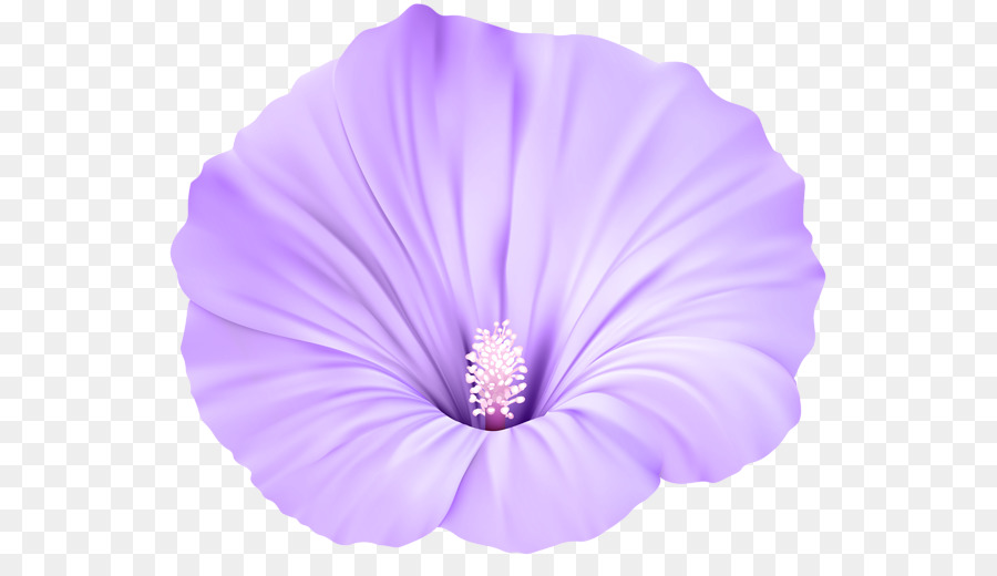 Fiori rosa Viola Viola Clip art - viola