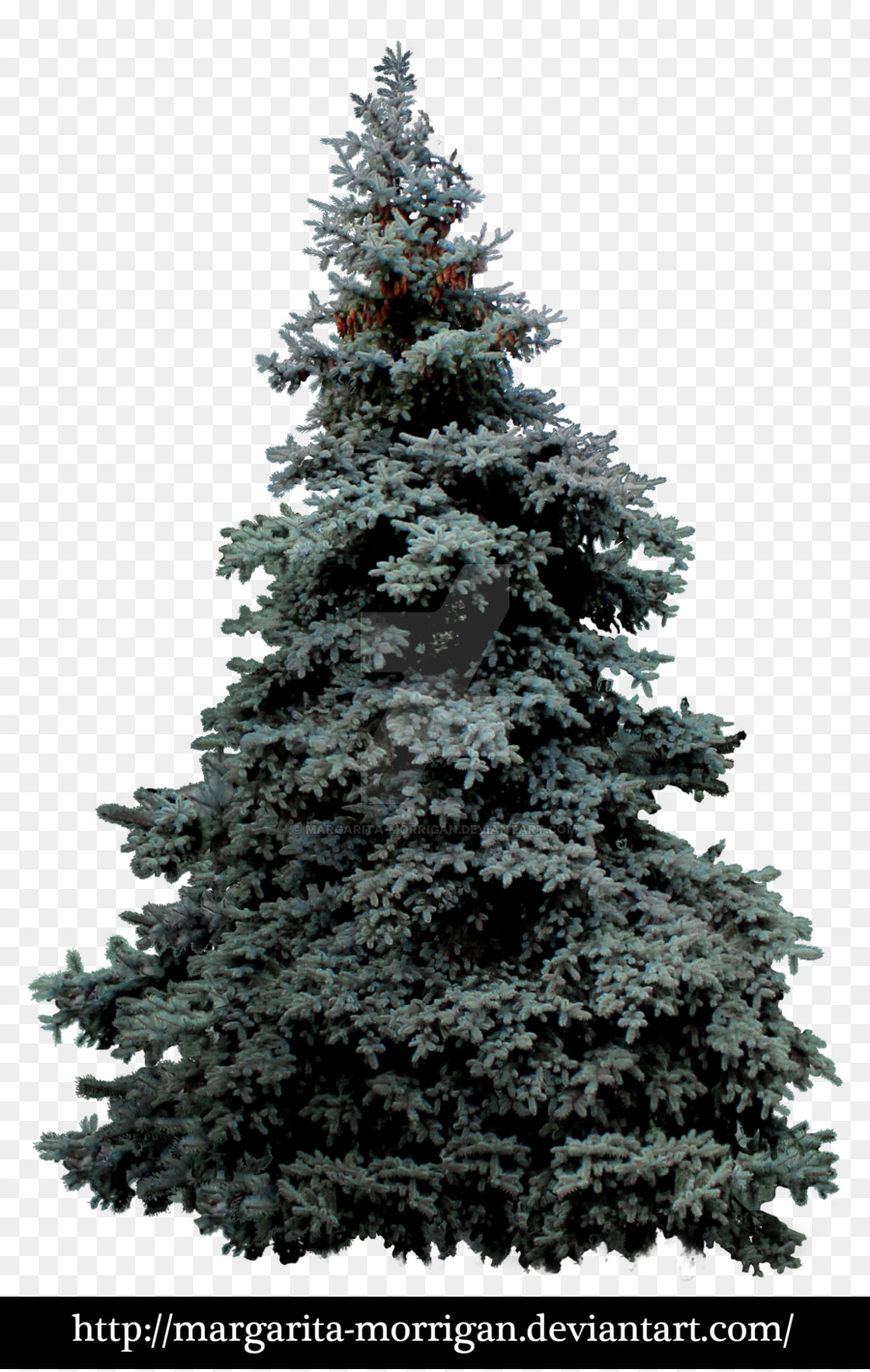 Blau-Fichte Weiß-Fichte Pinus montezumae Baum - Kiefer