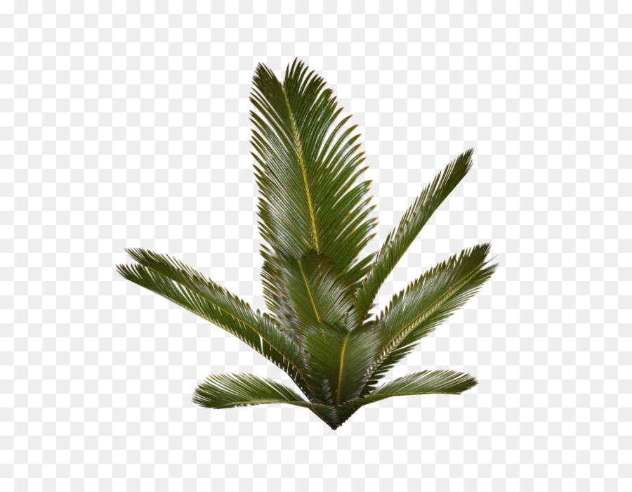 Cây Arecaceae Dương Xỉ - Cây dương xỉ