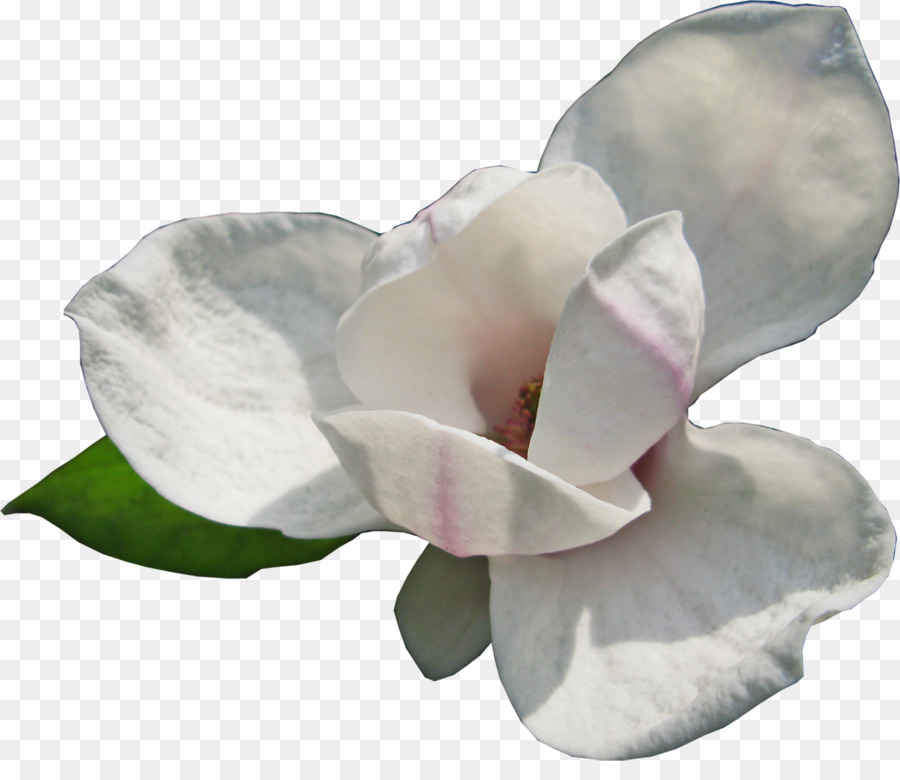 Blühende pflanze Blog - Magnolia