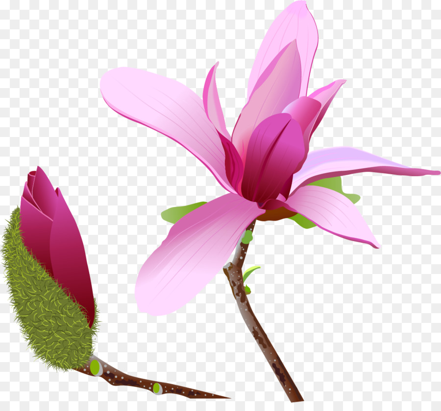 Magnolia Hoa Clip nghệ thuật - mộc lan