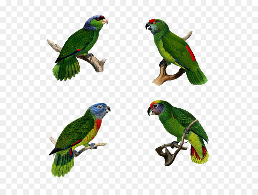 Uccello Pappagallo Pappagallo, Macaw Pet - ara