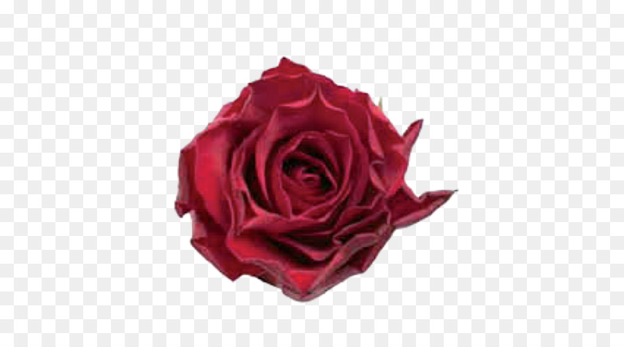 Centifolia hoa hồng Vườn Hoa hồng Thắm Burgundy - Burgundy