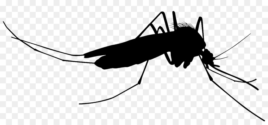 Mosquito Fly png download - 1300*594 - Free Transparent Mosquito png  Download. - CleanPNG / KissPNG