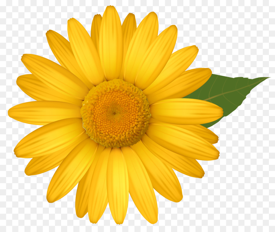 Gemeinsame daisy Blume Gelb Transvaal daisy Clip-art - gelbe Blumen