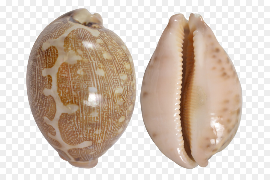 Cypraea tigris Cockle Clam Seashell Cowry - conchiglia