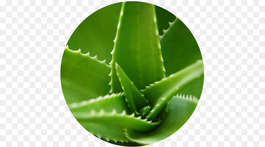 Pianta di Aloe vera Foglia Gel Estratto - Aloe vera