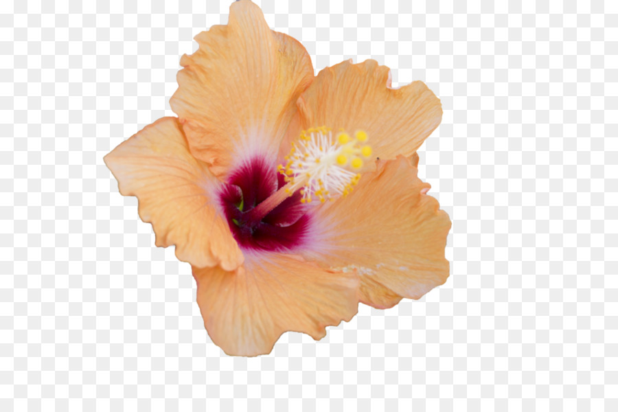 Malven Hibiskus-Blume - chinesische Blume