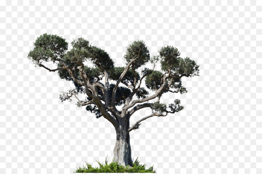 Baum Arecaceae Fotografie - Baum planen