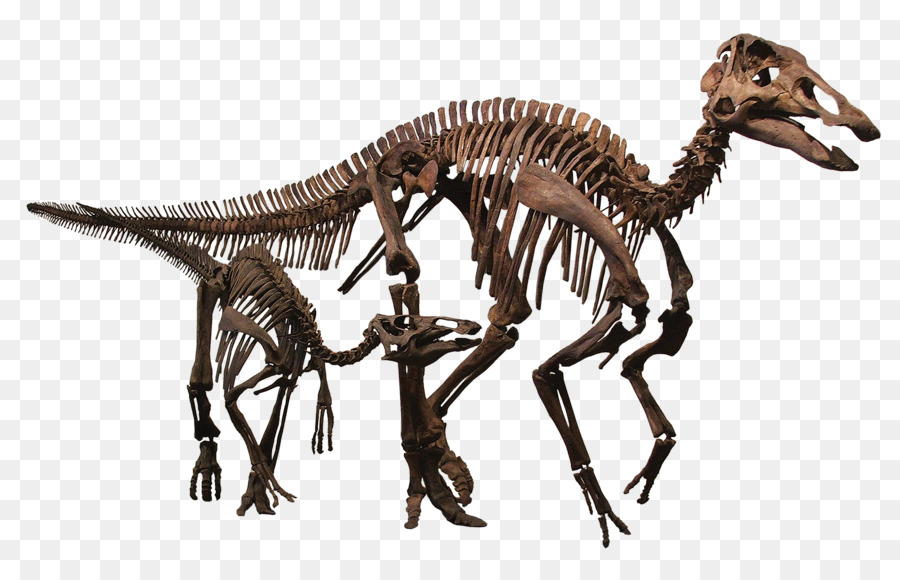 Rocky Mountain Dinosaur Resource Center Tyrannosaurus Pachycephalosaurus Edmontosaurus annectens Ende der Kreidezeit - raubtier