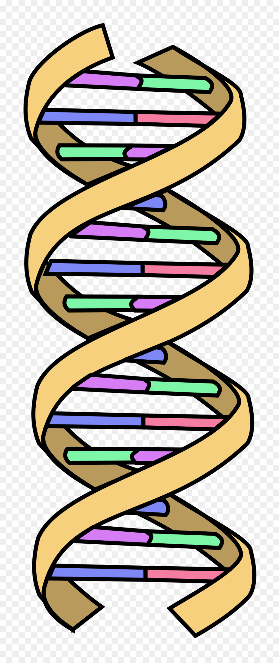 Double Helix png download - 1000*2368 - Free Transparent Dna png Download.  - CleanPNG / KissPNG