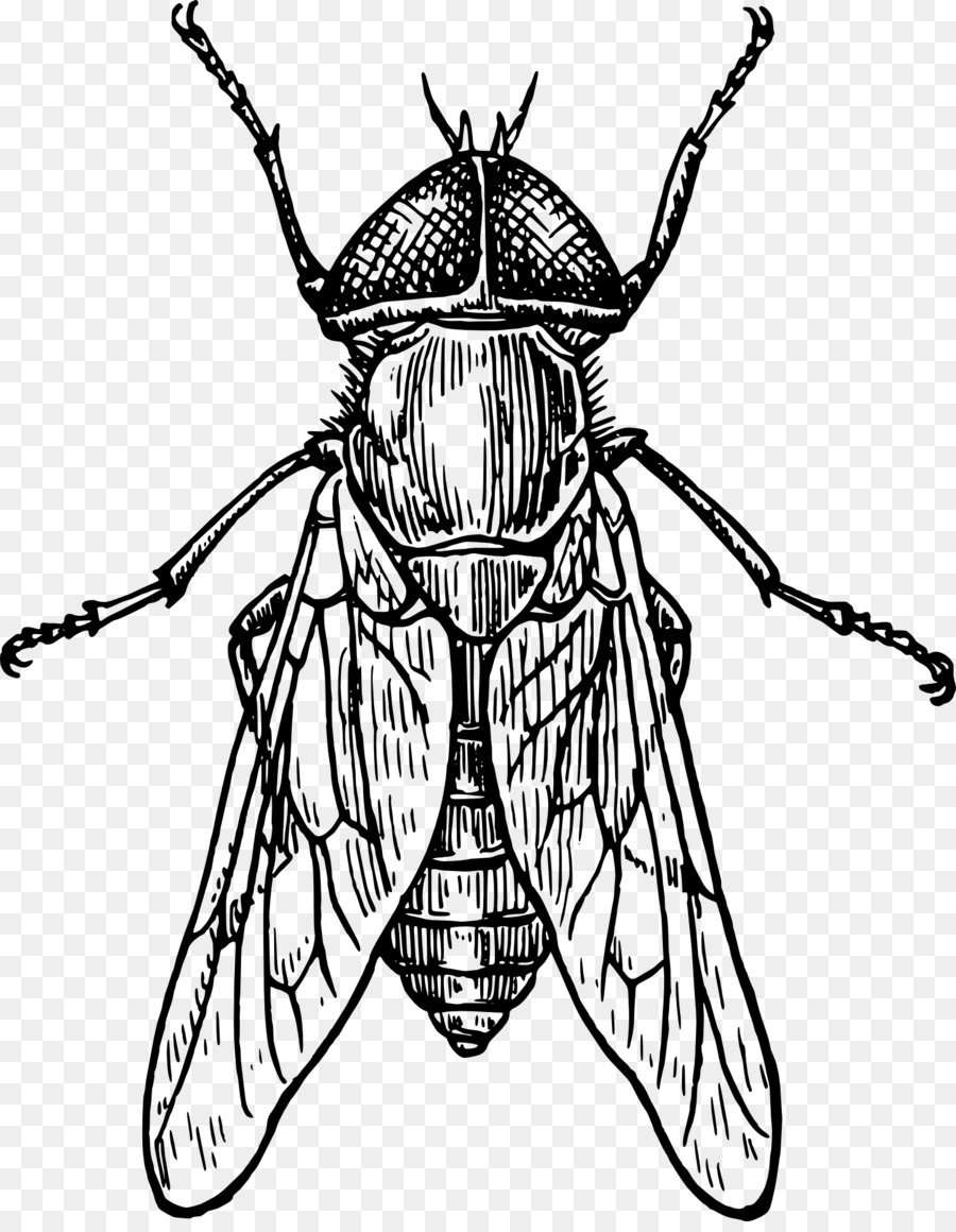 Käfer Moskito-Zeichnung Clip art - Insekt