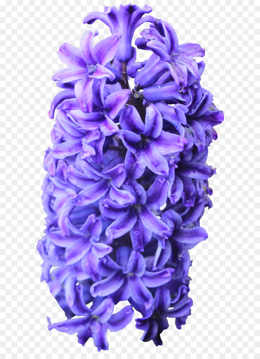 Hyacinthus orientalis Flower-Informationen, Clip-art - lila Blumen