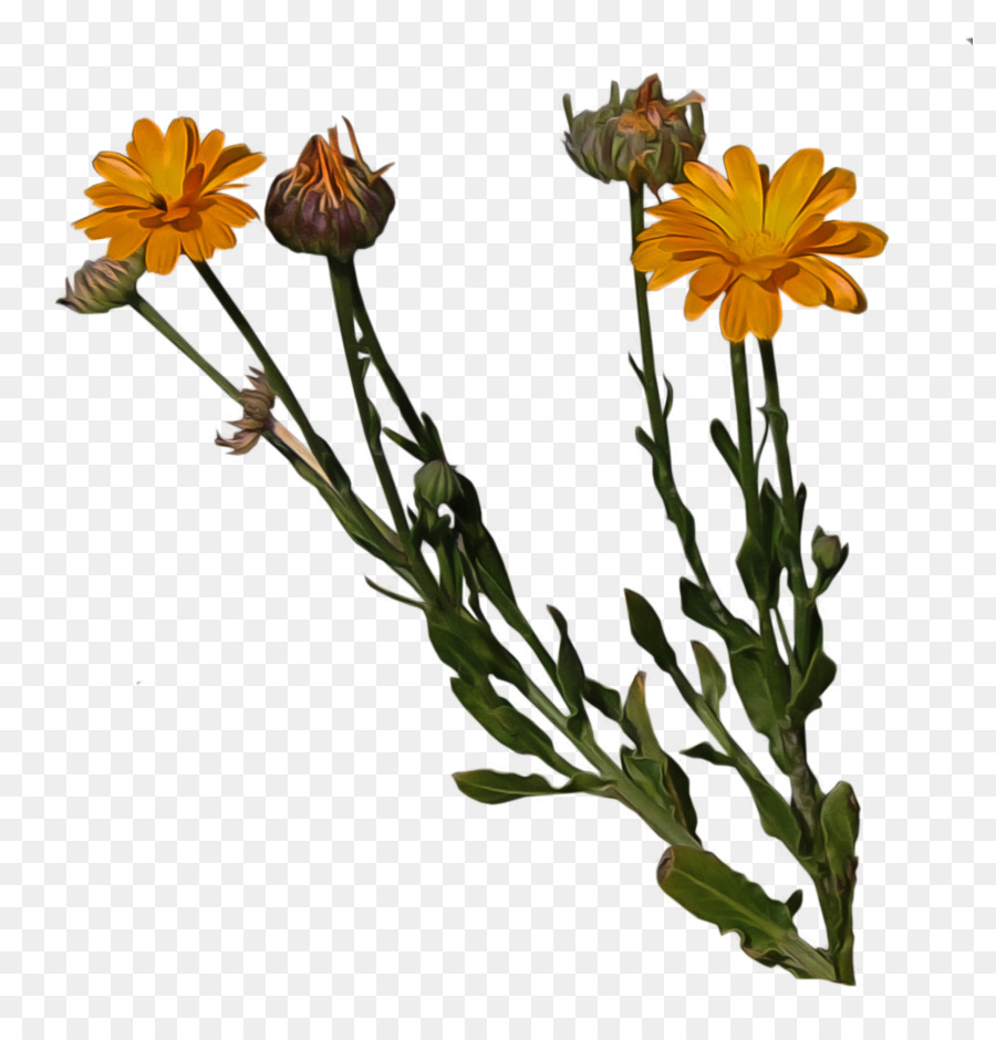 Schnittblumen, Topf Ringelblumen Pflanzen-Stammzellen - orange Blume