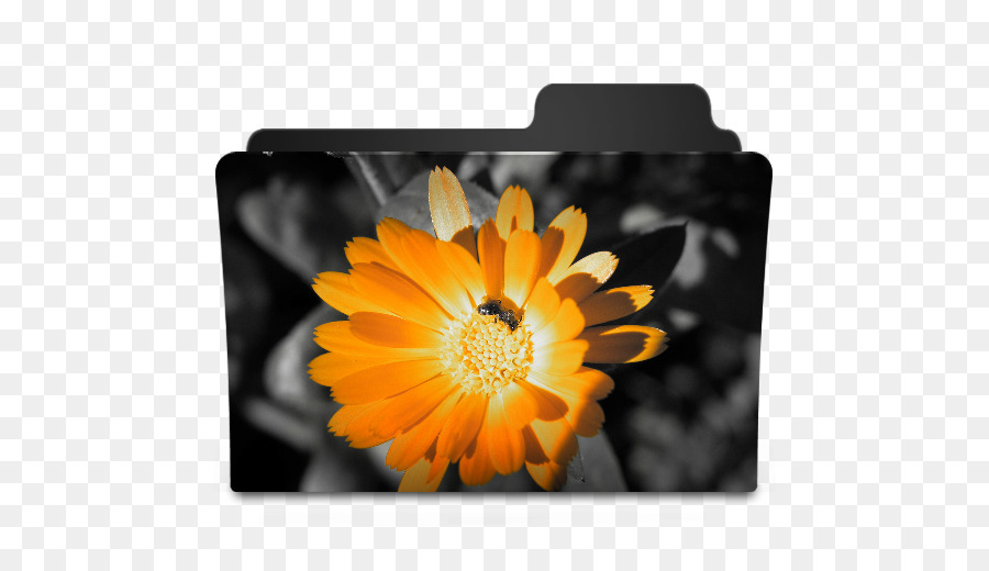 Desktop-Wallpaper-Blume-High-definition-Fernsehen - orange Blume