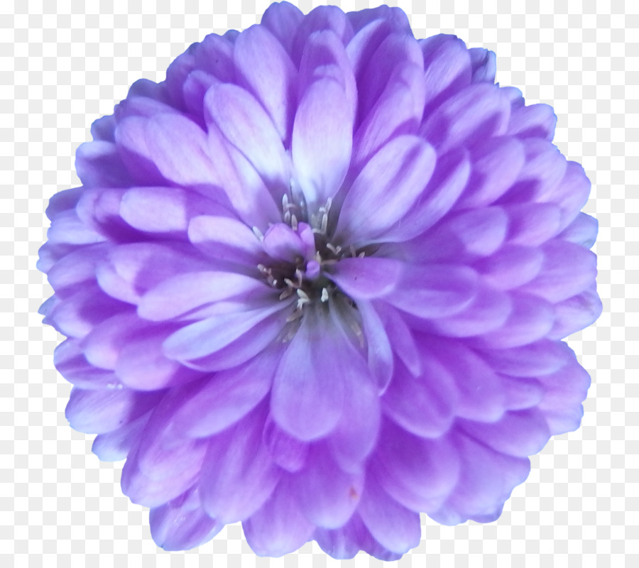 Lila Blume Violett Lila Blütenblatt - Vektor
