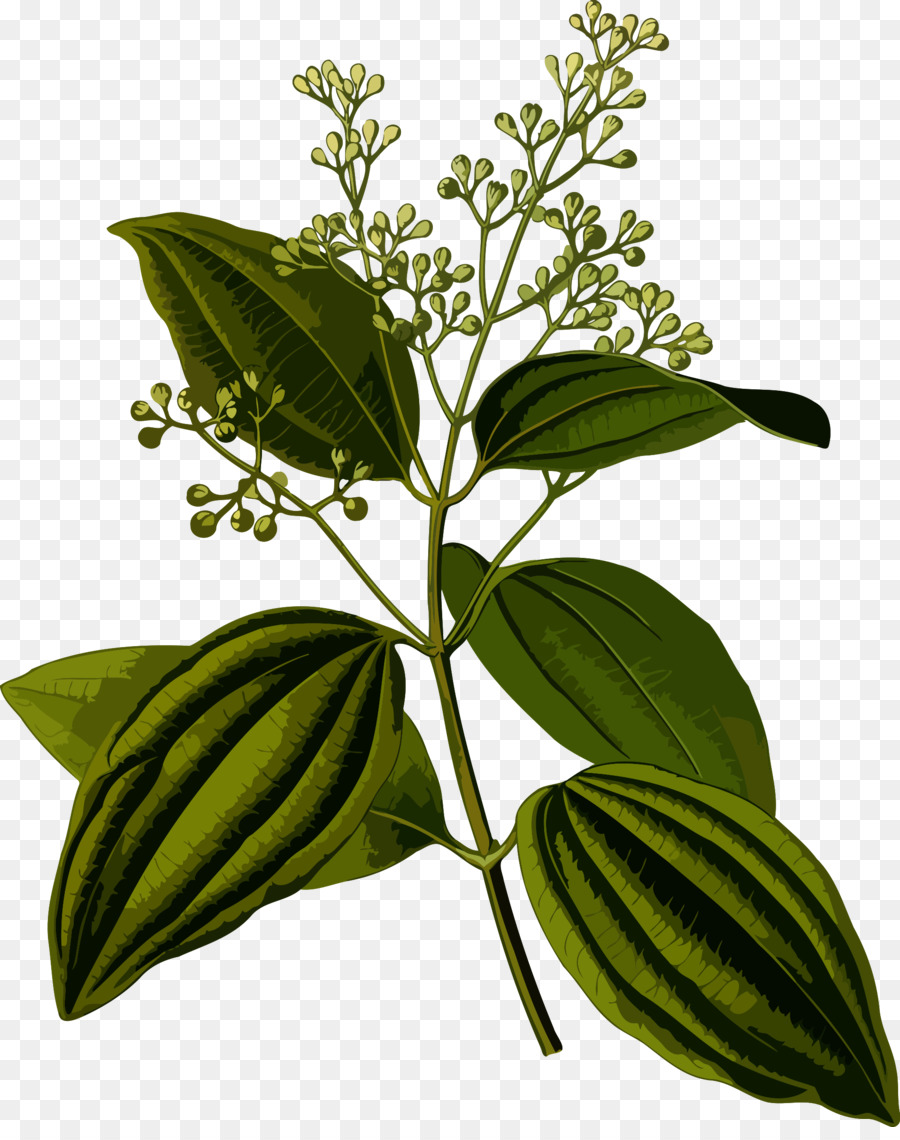 Cannella leaf oil Estratto di Cinnamomum verum Cannella leaf oil - Cannella