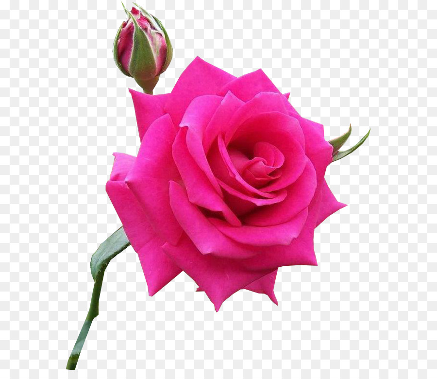 Centifolia rose Rosa Fiore Rosa chinensis - rosa