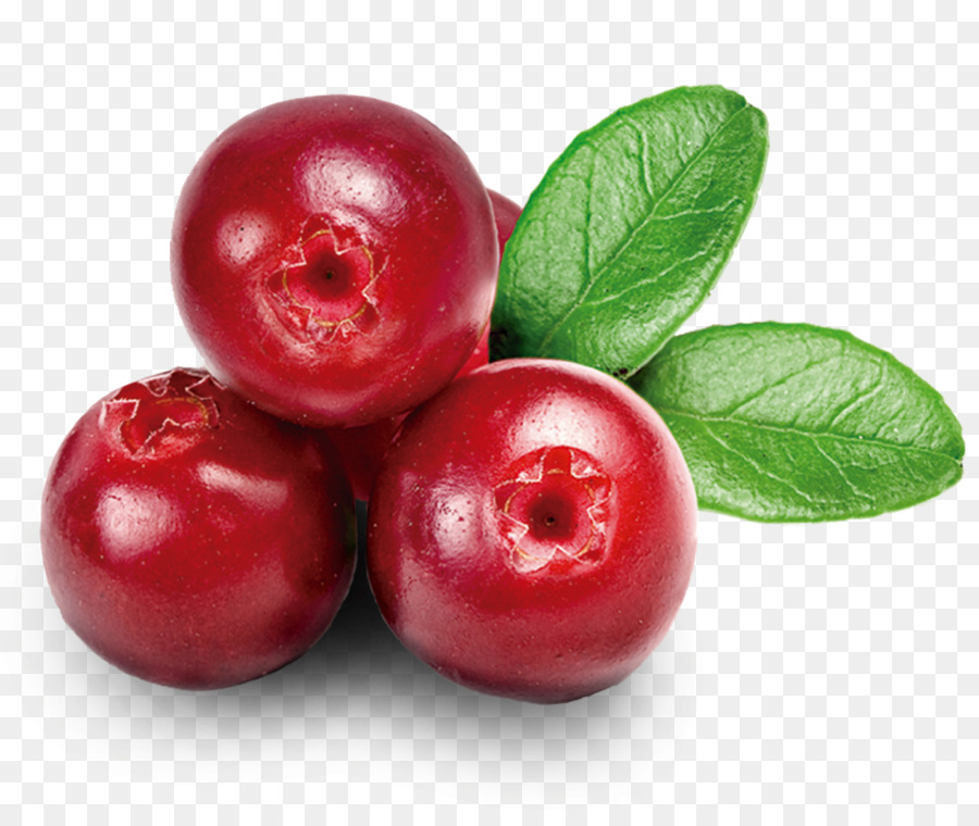 Bắc Hoa Kỳ Dưỡng chất Hữu cơ thực phẩm Cranberry - cây Nam việt quất