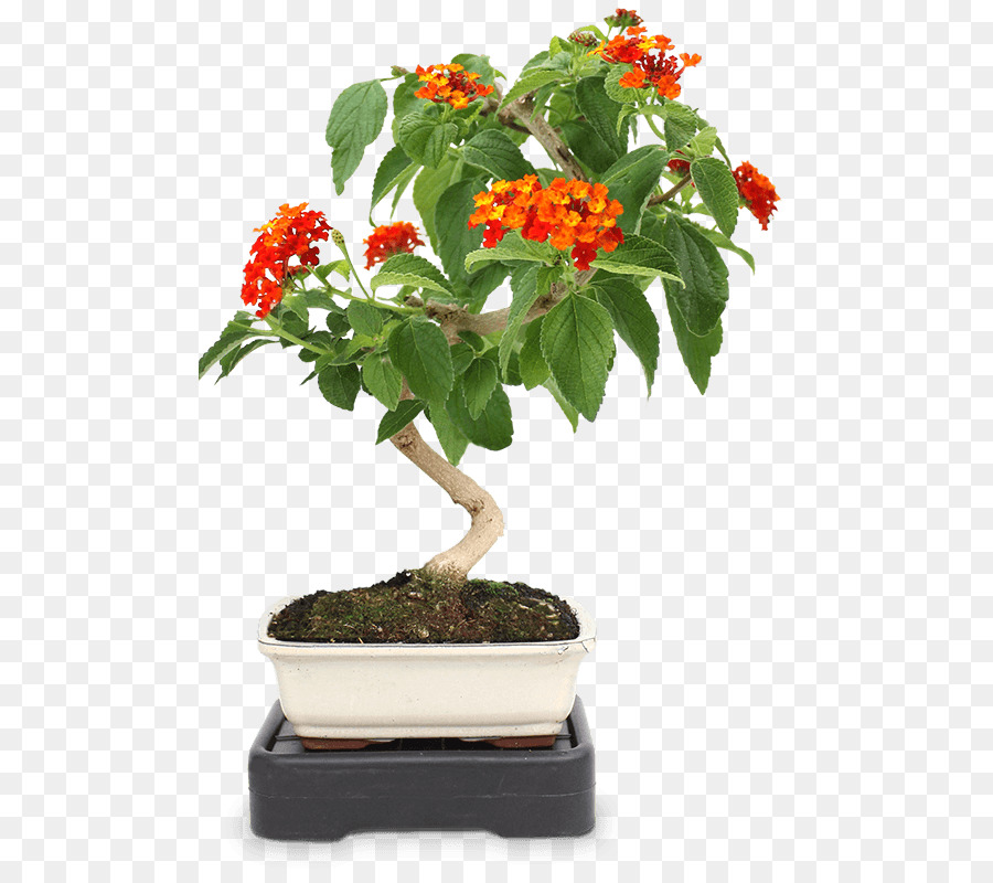 Bonsai pianta d'appartamento Zanthoxylum piperitum Vaso Albero - Bonsai