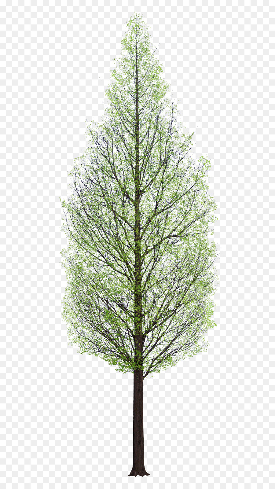 Baum Architektur - Baum, Aquarell