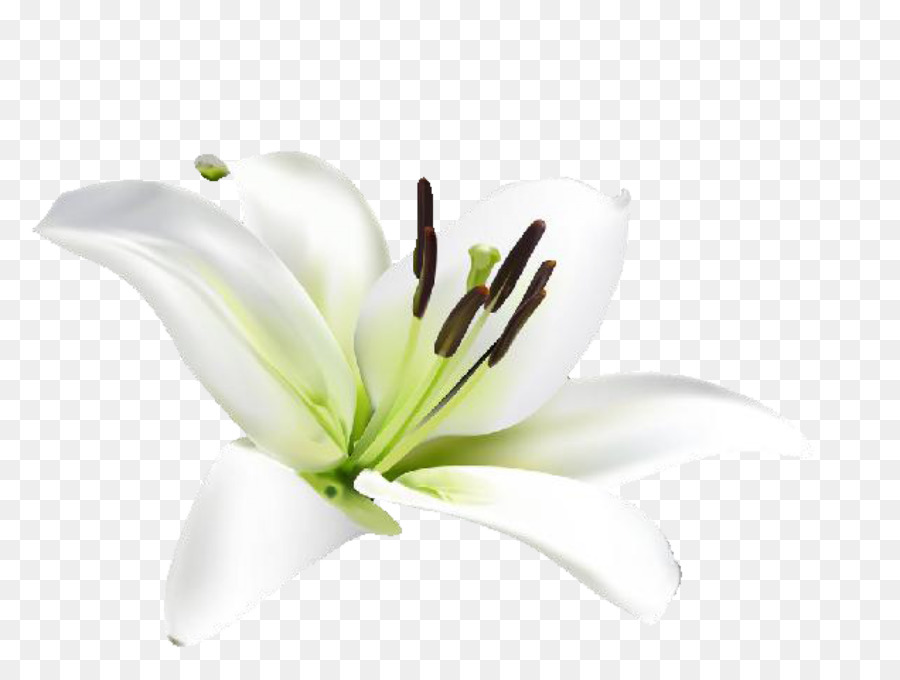 Hổ Hoa lily Lilium Cafe - hoa huệ