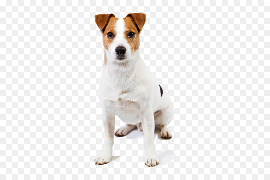 Jack Russell Terrier Parson Russell Terrier Chim Ưng Mịn Fox Terrier - Jack