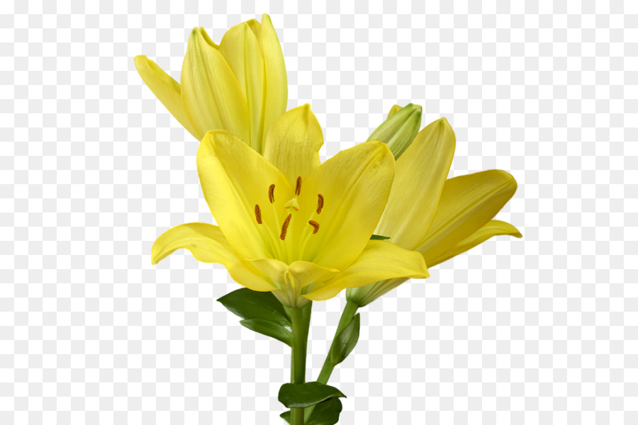 Cắt hoa Vàng Lilium candidum nhà Máy - hoa huệ