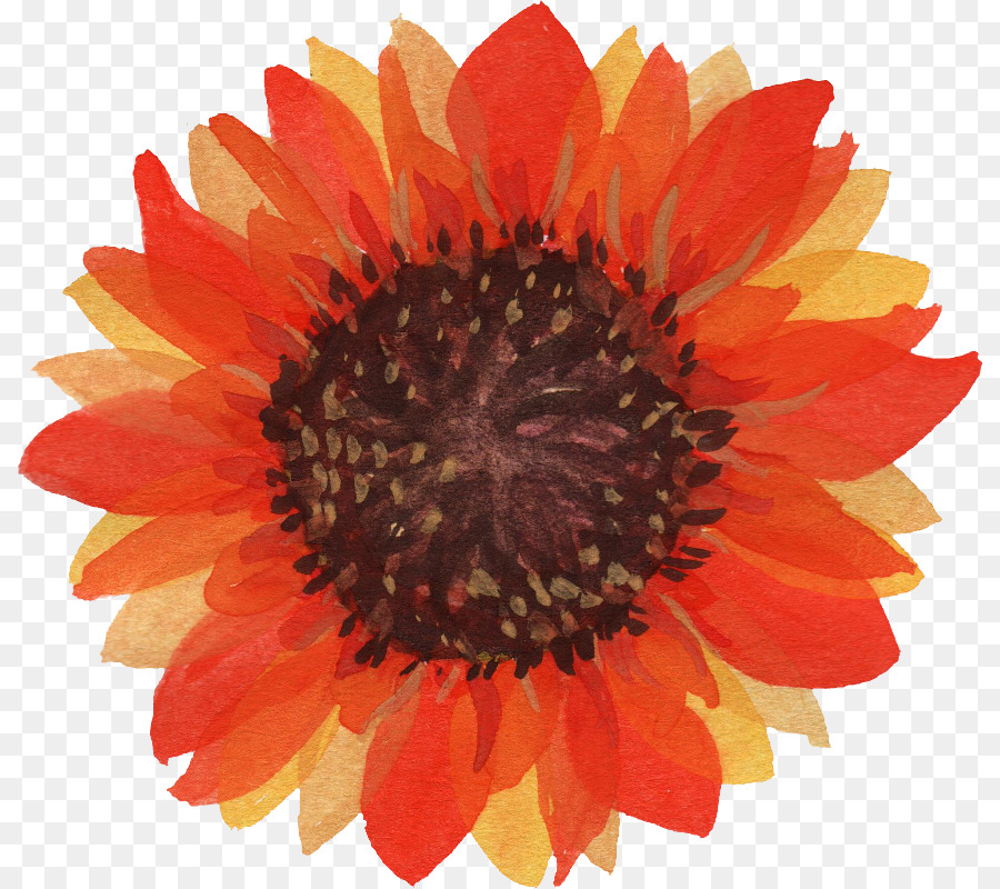 Gemeinsame Sonnenblumen-Aquarell Clip-art - Sonnenblume