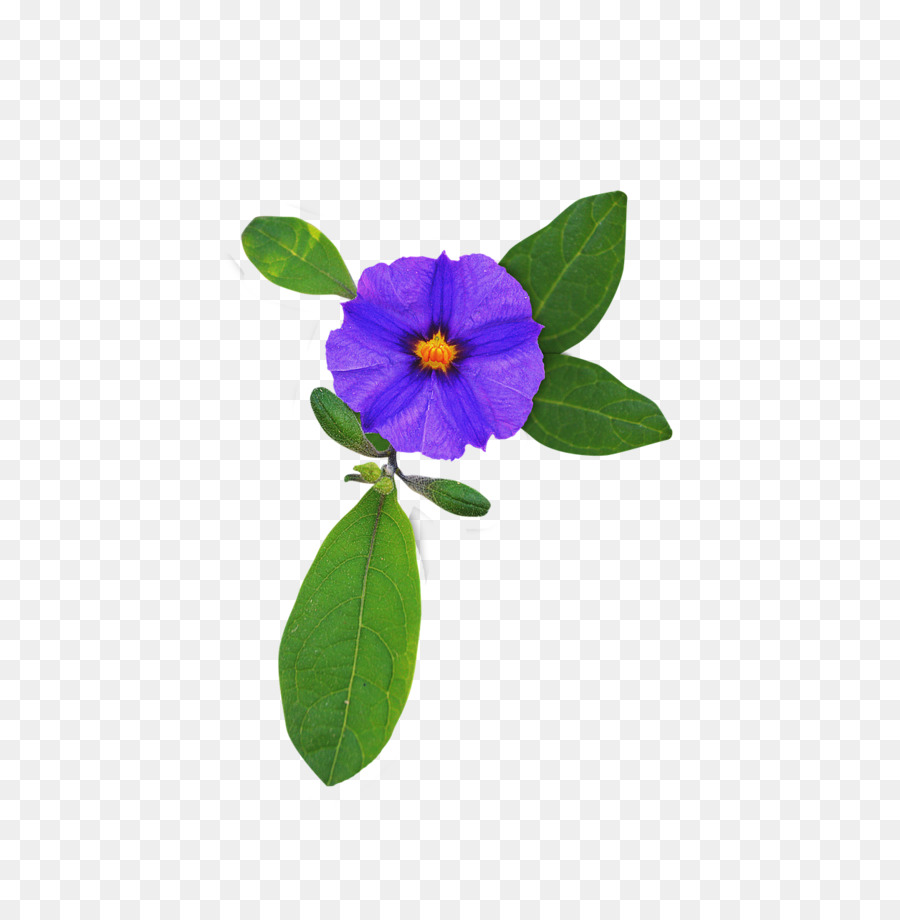 Blumen Lila Violett - lila