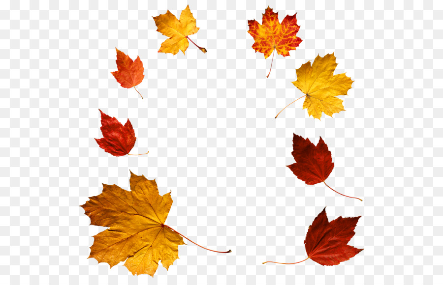 Autunno colore foglia foglia d'Autunno colore Clip art - foglie di autunno