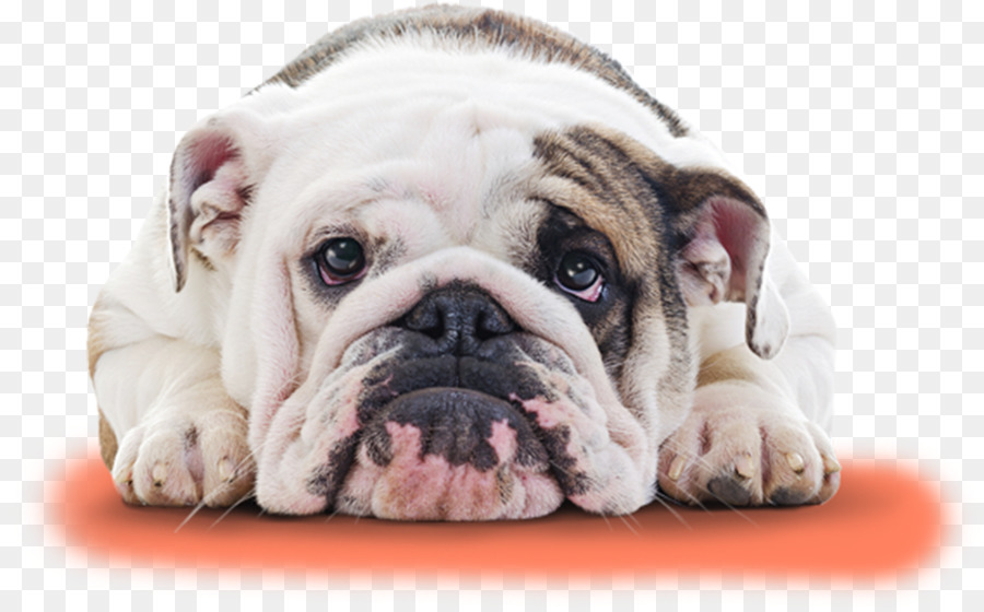 Bulldog Francese, Old English Bulldog, Old English Bulldogge, Bianco Bulldog Inglese - bulldog