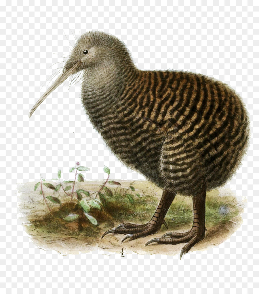 Kiwi Bird Clipart