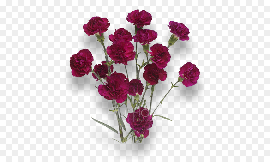 Turflor cẩm Chướng Cắt hoa NHỎ - hoa đỏ tía