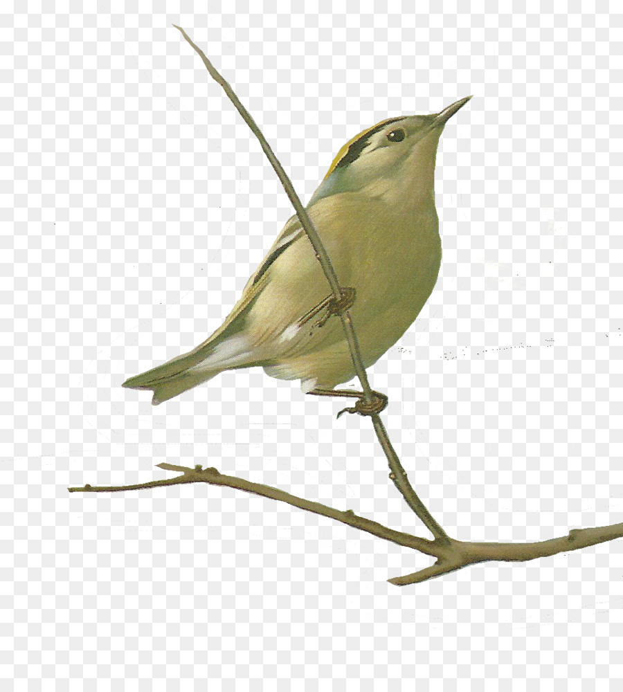 Songbird dipinto ad Acquerello, Disegno - uccelli acquerello