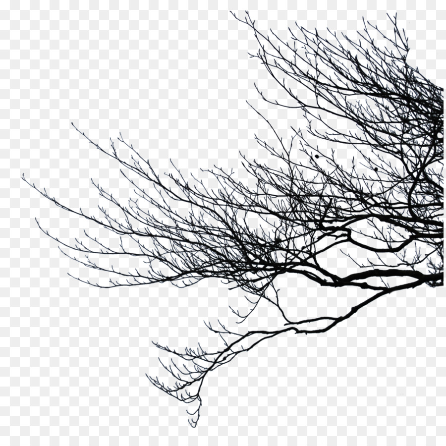 Family Tree Background Png Download 890 897 Free Transparent Branch Png Download Cleanpng Kisspng