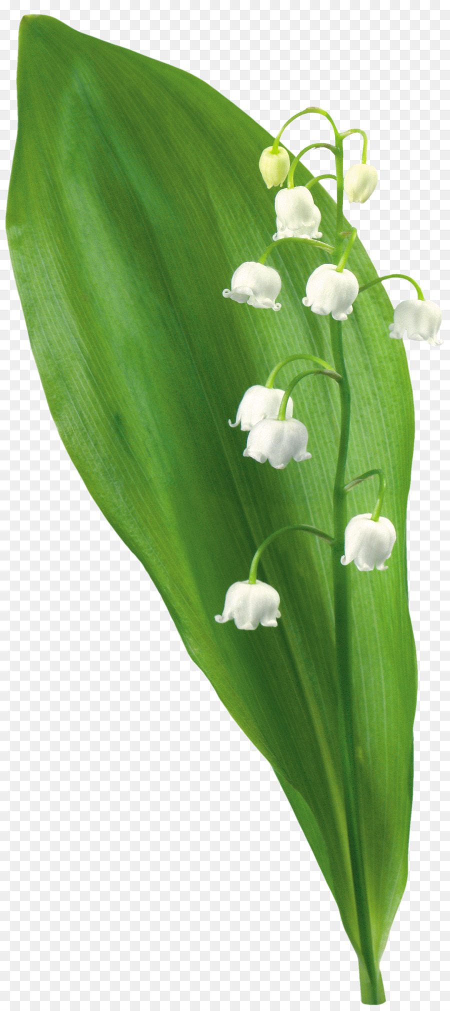 Blume, Pflanze, Baum clipart - Lily of the Valley