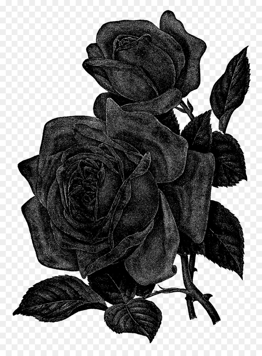 Rose Centifolia Flower bianco e Nero, Clip art - fiore nero