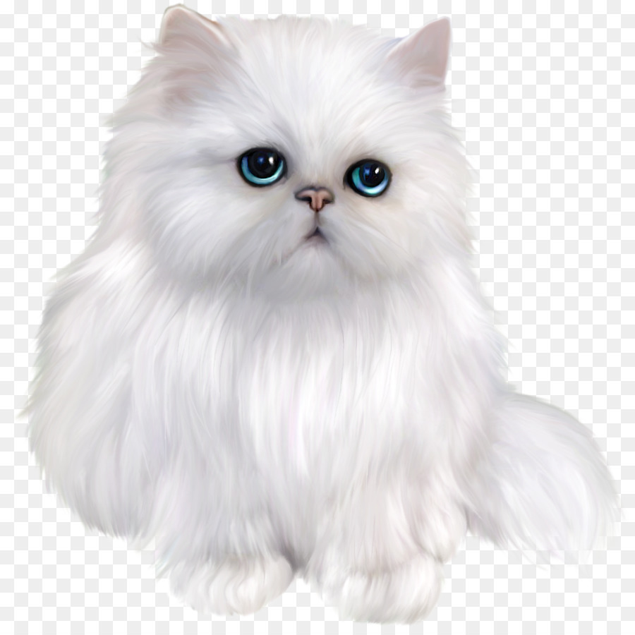 Persische Katze, siamesische Katze, britisch Kurzhaar Exotische Kurzhaar Ragdoll - Kätzchen